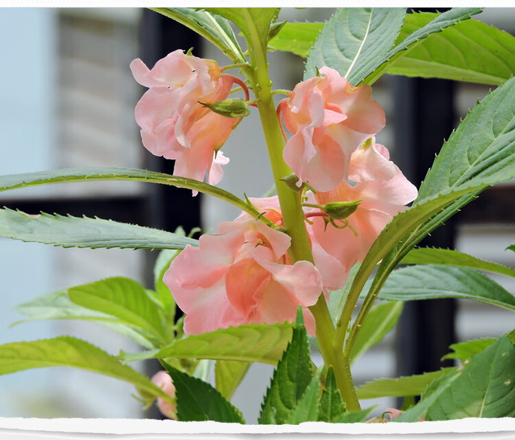 凤仙花种子盆栽指甲花种子室内外易活四季开花非洲凤仙花种孑沐智五