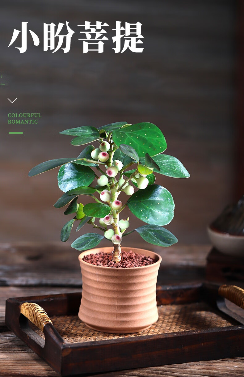 小盼菩提发财树盆栽植物室内花卉办公室好养四季常青绿植盆景小盼菩提