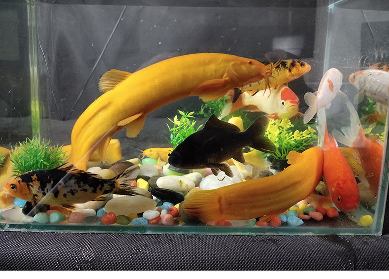 冷水淡水活体观赏清洁工具小鱼黄金泥鳅苗鱼缸清道夫好养易养耐活69