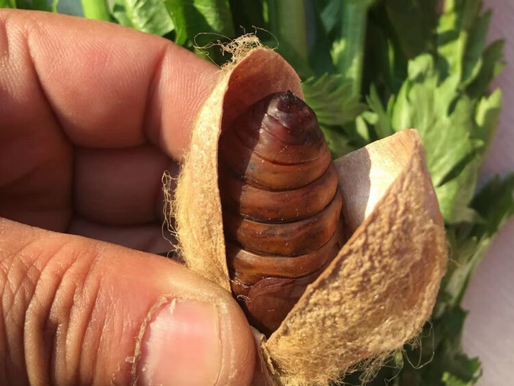 5折新鲜活蚕蛹500g东北特产大黄茧蛹子黑蛹食补高蛋白柞蝉蛹小黑蛹34