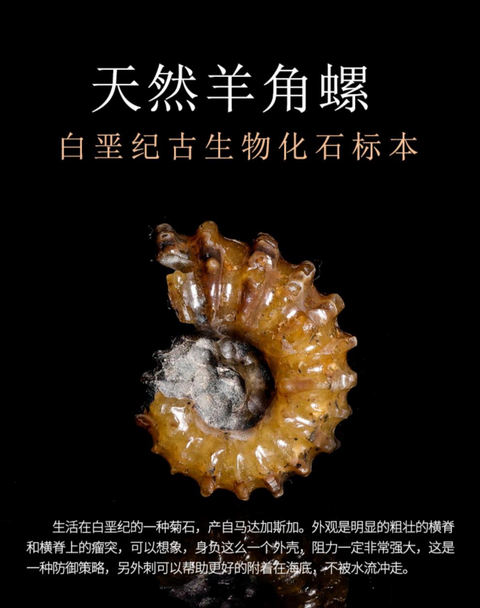 【京选臻品】天然古生物羊角螺化石玉化窦唯螺菊石矿石标本石头奇石手