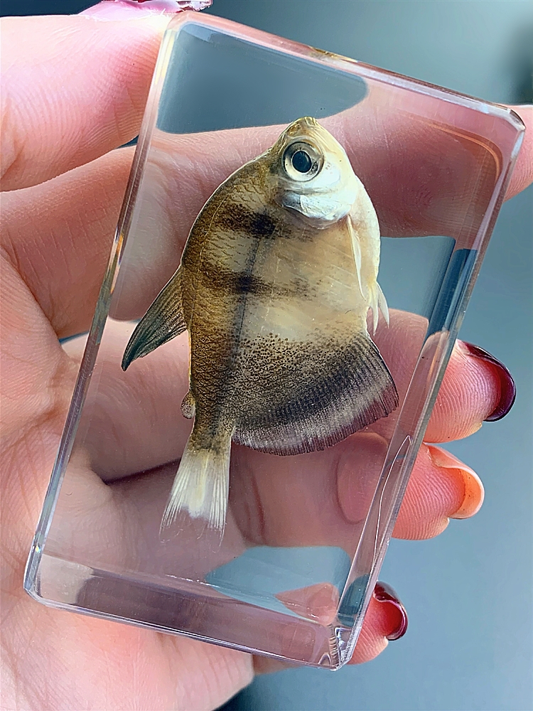 海底动物标本珍贵海洋动物真实鱼树脂标本热带鱼淡水鱼早教创意琥珀