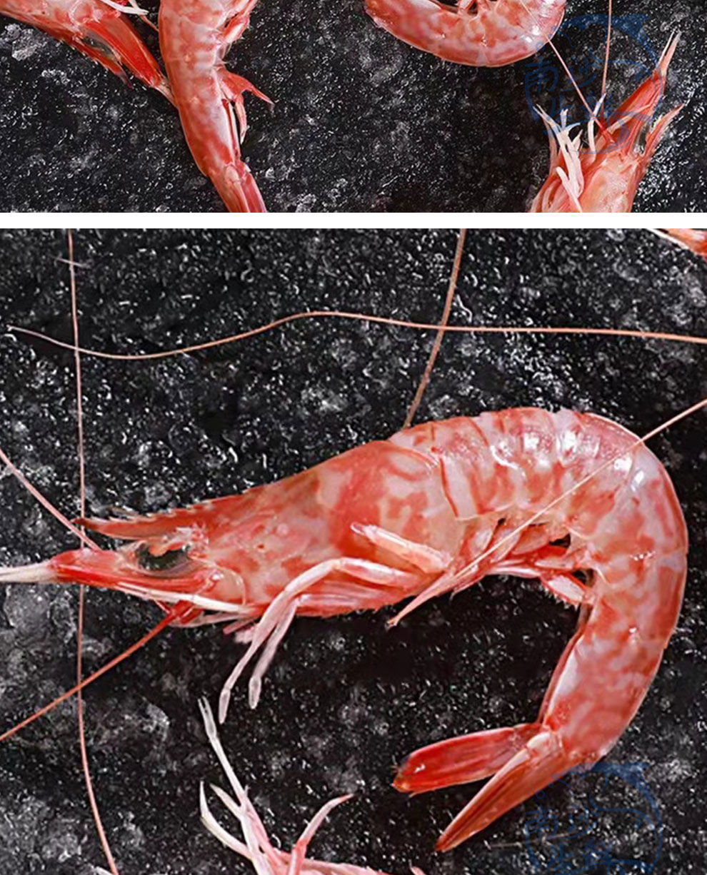 南海天然樱花虾红虾鲜活大虾刺身甜虾海虾海鲜水产批发活冻对虾五斤装