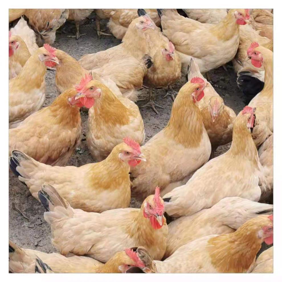 正宗茂名鸡散养阉鸡靓鸡项三黄鸡走地鸡下单现杀新鲜扇鸡土鸡生鲜顺丰