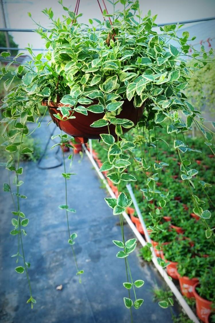 花叶蔓长春(花叶蔓长春有毒吗)