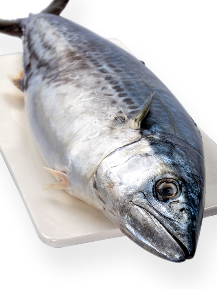 果亦橙 青岛特色海捕鲜活大鲅鱼新鲜马鲛鱼冷冻海鱼团建送礼生鲜 3斤