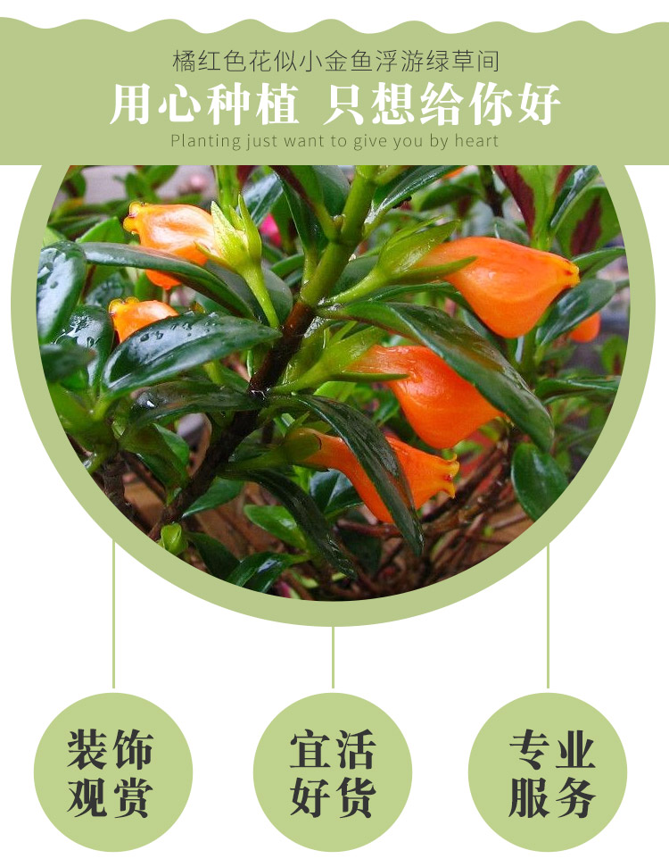 金鱼吊兰盆栽带花苞四季垂吊绿植室内客厅阳台金鱼嘴吊兰植物 金鱼