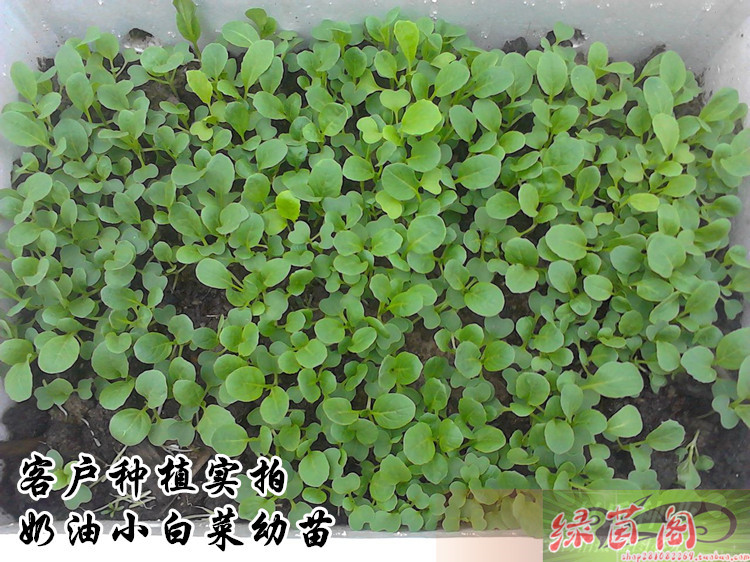 四季蔬菜种孑奶油小白菜新型小青菜快菜品种口感甜嫩三周收获籽子奶油