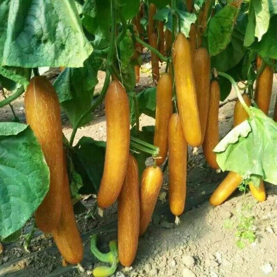 农家春秋冬季四季蔬菜种孑 老来仔麻皮老黄瓜//原装五包约98粒【图片