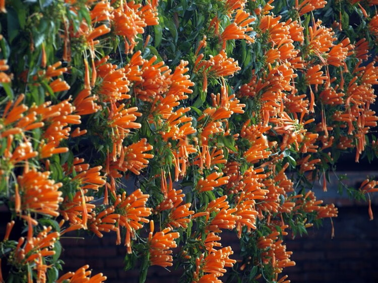 汉柠凌霄花苗炮仗花攀援花卉红爆竹花炮仗花树苗可盆栽庭院阁楼别墅