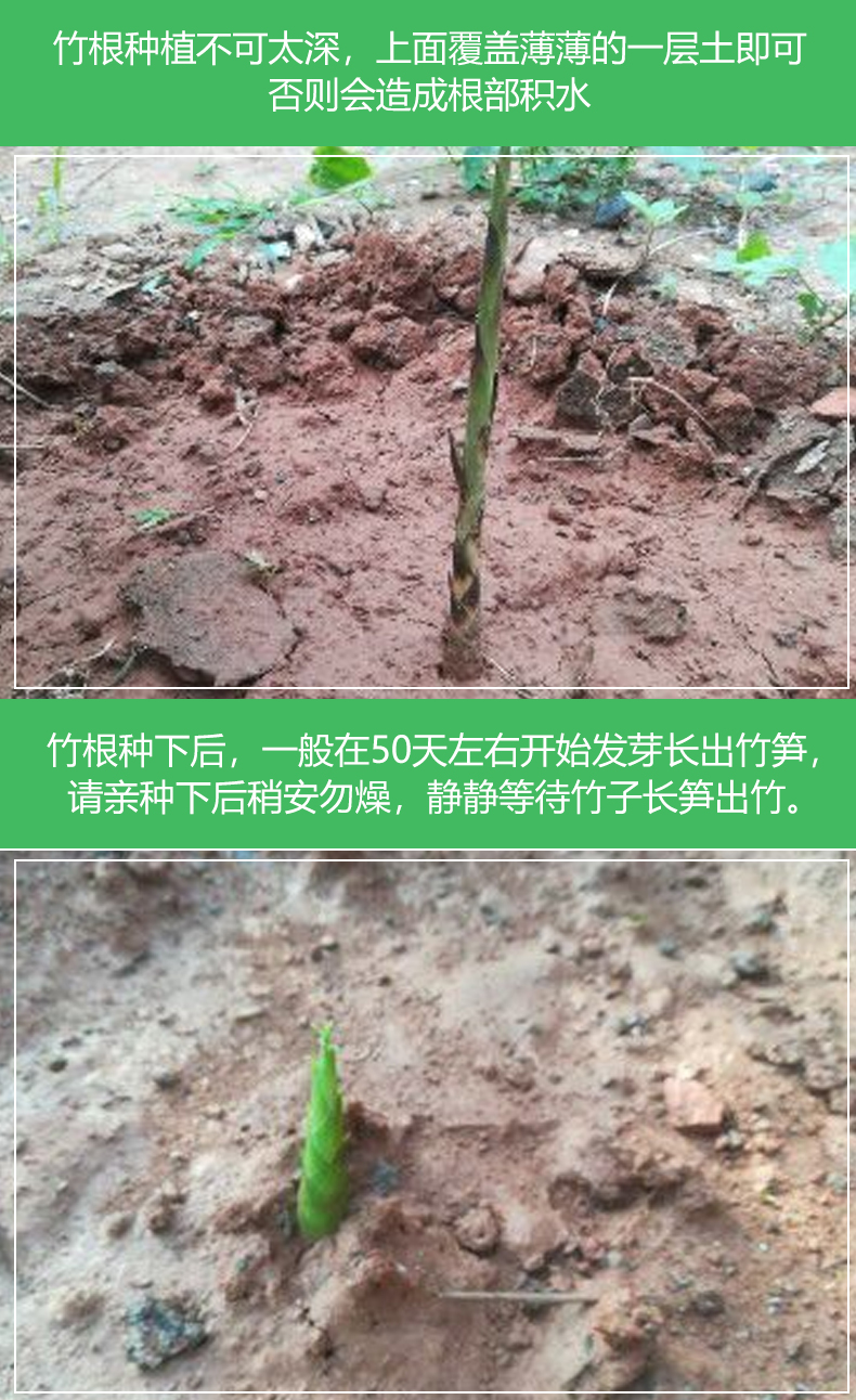 大型楠竹竹子苗毛竹苗毛竹根竹鞭种苗食用竹笋苗户外种植四季长青毛竹