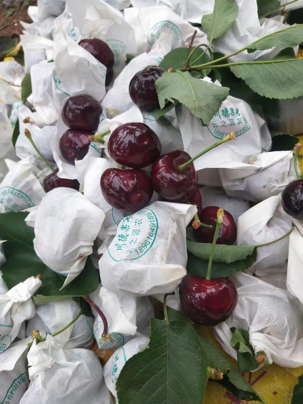 甘肃天水套袋大樱桃新鲜水果国产黑珍珠车厘子皮薄多汁 团建送礼生鲜