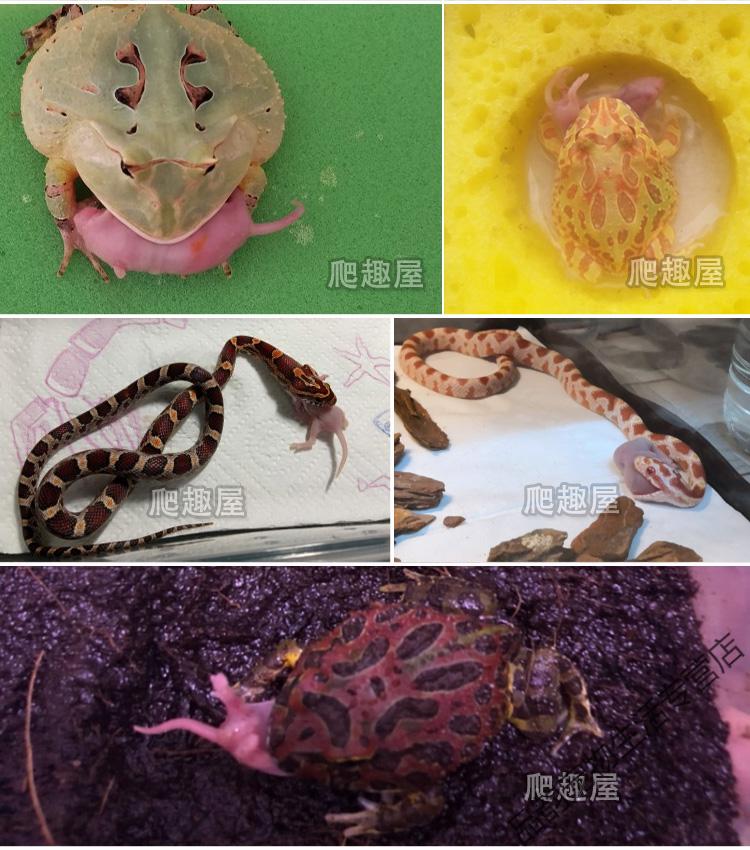 【顺丰速运】}冰冻乳鼠爬虫食物宠物粮乌龟饲料活体小老鼠红皮冻干粉