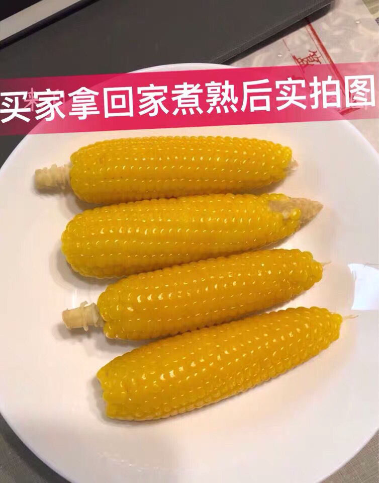 橙伯乐东方甄选常熟黄金小玉米 常熟黄金小玉米苏州常熟特产新鲜农家