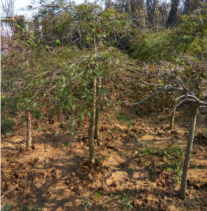 正宗羽毛枫树苗庭院植物日本红枫苗红绿羽毛枫苗盆栽花卉庭院别墅