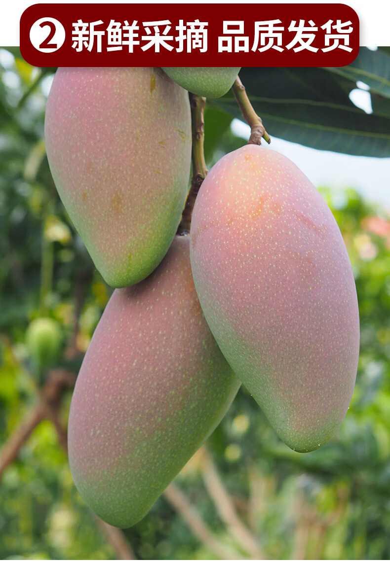 正宗海南贵妃芒大芒果当季新鲜水果9斤现摘整箱树上熟10斤 中大果