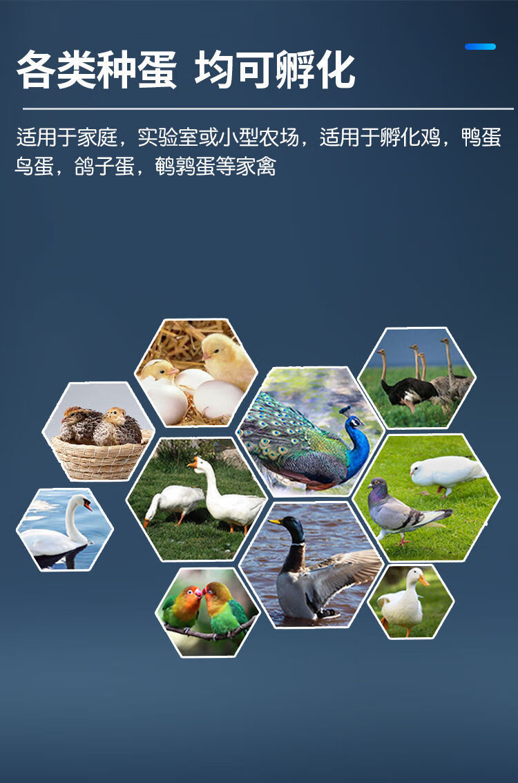 孵蛋器智能家用孵化器 36枚半自动塑料水床(双电源)【图片 价格 品牌