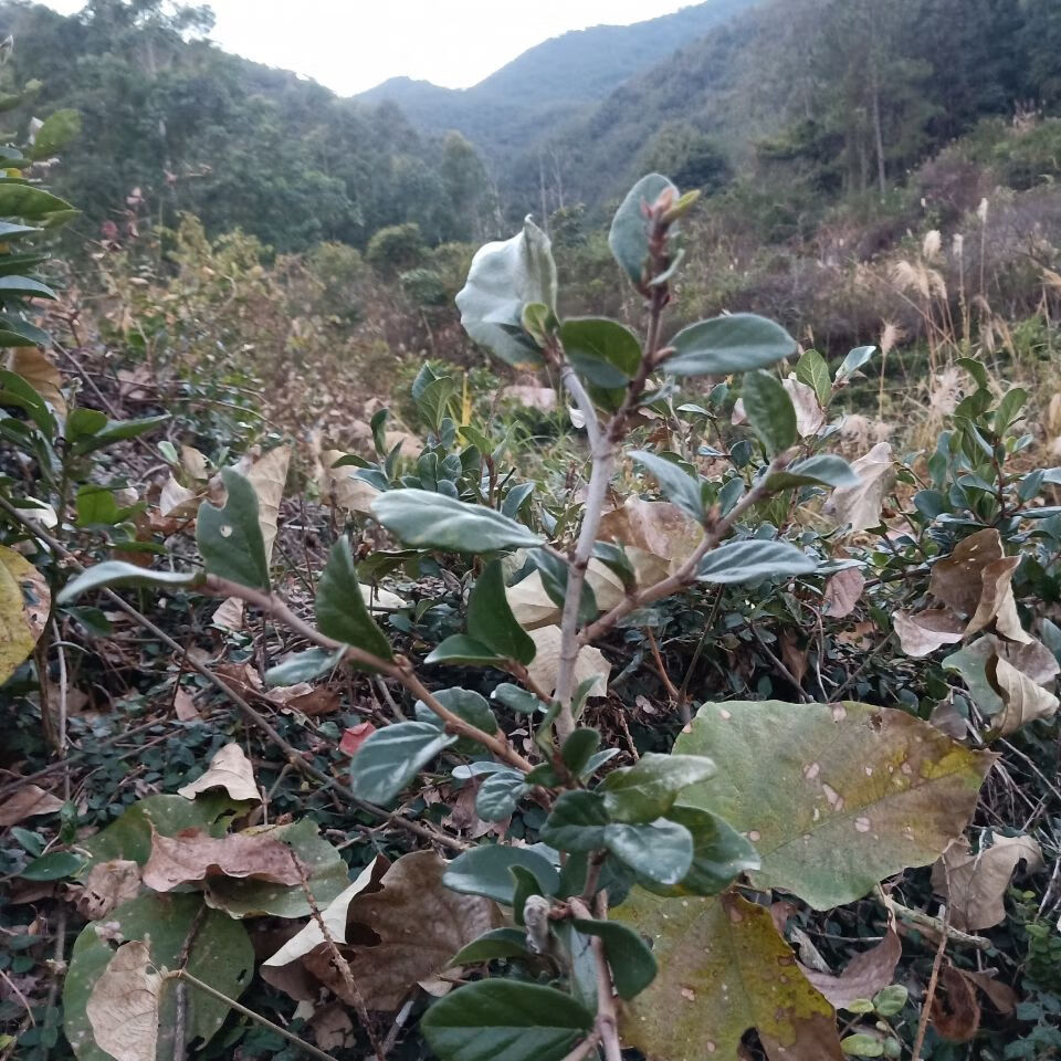 野生石壁薜荔藤奶母果鬼球木馒头木莲果薜荔果奶母果霹雳鬼球500g