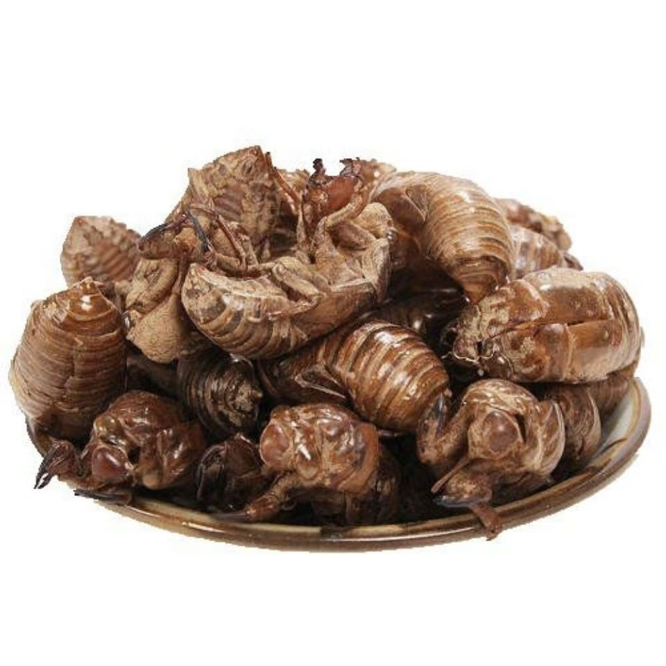 中药材蝉蜕蝉衣蝉壳虫蜕虫退爬了猴壳 5g【图片 价格 品牌 报价】