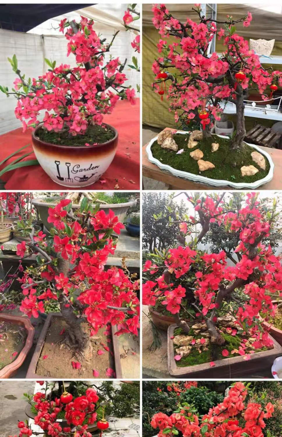 老桩造型海棠海棠花多头盆栽盆景耐寒室内外四季开花重瓣 长寿果海棠