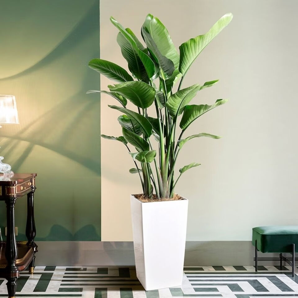 精选现发天堂鸟北欧植物盆栽室内大型植物鹤望兰客厅净化空气绿植盆栽