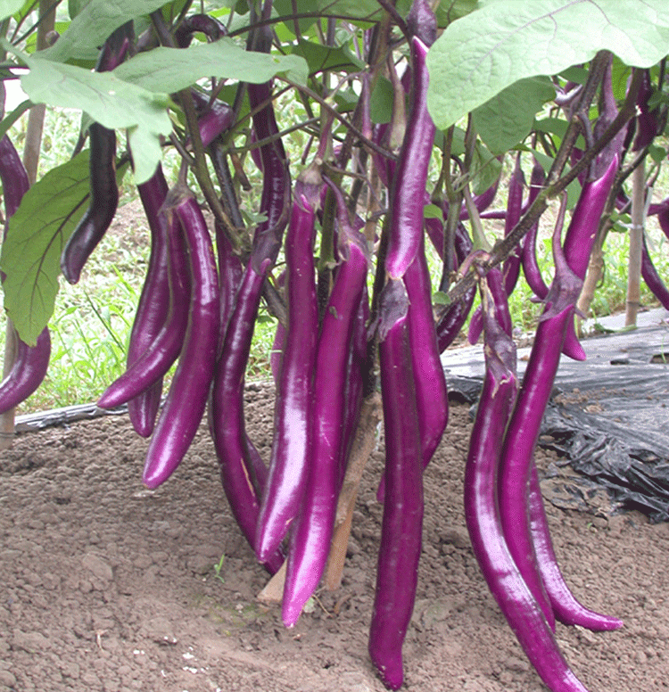 杭茄一号长茄种子线茄四季紫红茄蔬菜种籽春季播盆栽茄蔬菜种孑苗 杭