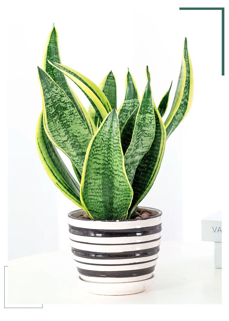 射花卉绿植盆栽黄金兰 特选黄金兰三棵带高端瓷盆 裸根不带土【图片