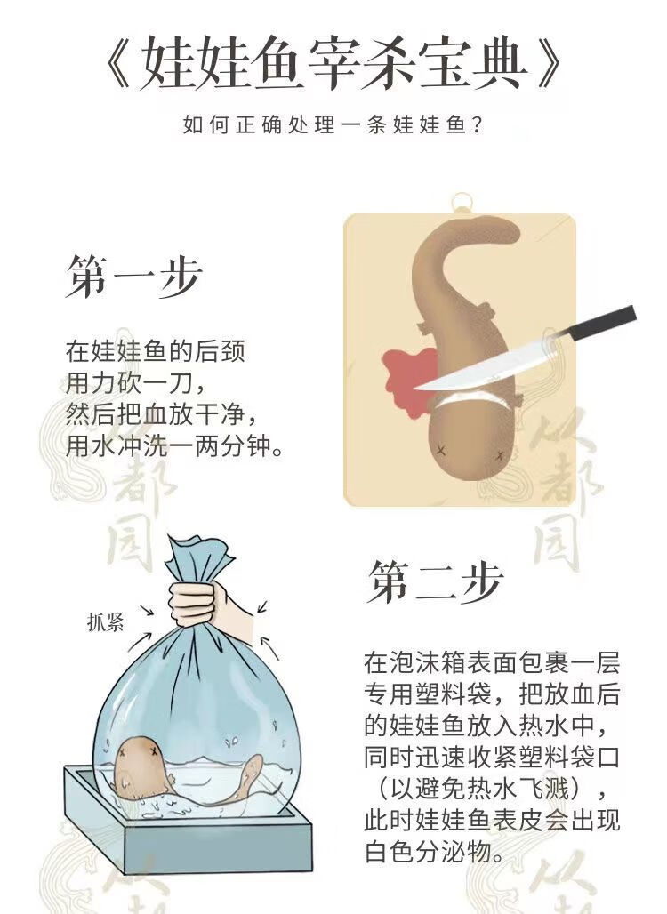 顺丰快递娃娃鱼鲜活食用活鱼批发淡水鱼大鲵鱼包活1-10斤 8斤一条顺丰