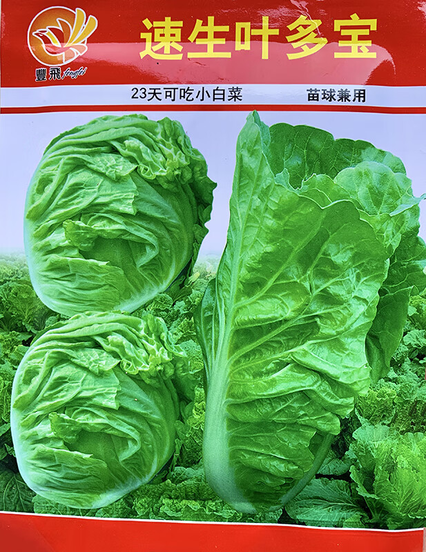 速生多叶宝大白菜种孑火锅无筋白菜春夏秋冬四季播农家蔬菜种籽子四季
