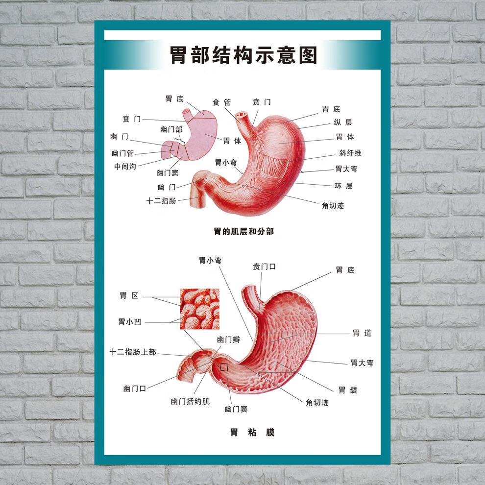 人体内脏解剖示意图医学宣传挂图人体器官心脏结构图医院海报全身器官
