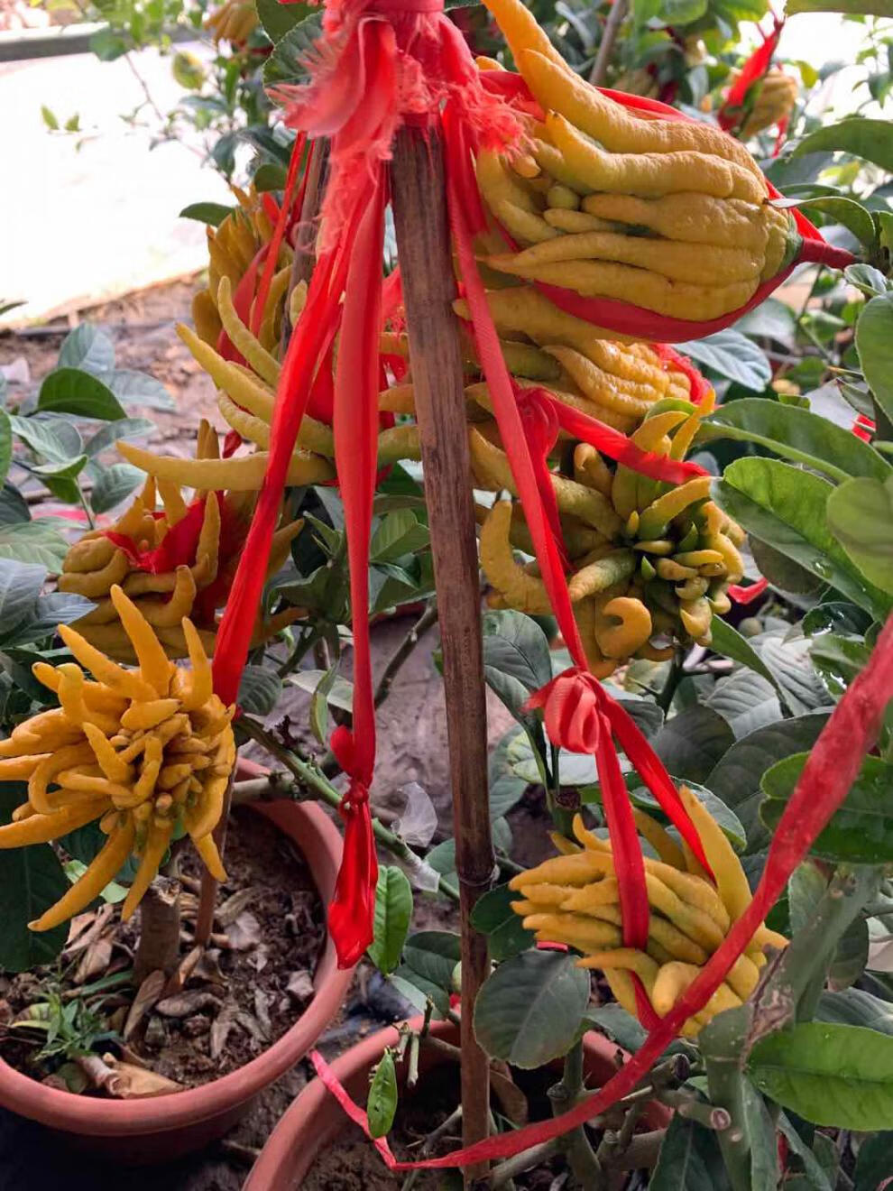 带果金华佛手盆景室内客厅观赏千佛手佛手柑室外庭院种植水果树苗绿达