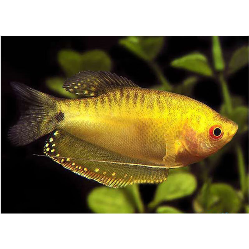 曼龙鱼活体观赏鱼小型淡水鱼宠物鱼热带好养新手鱼好养不打氧 5-厘米