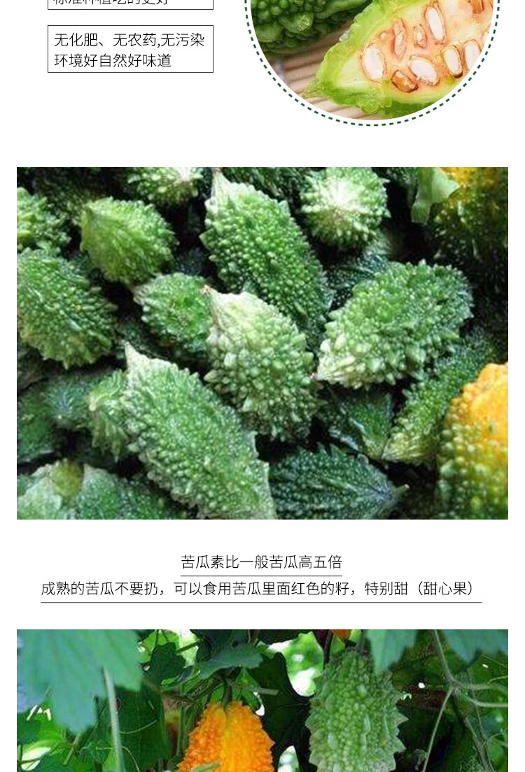 西双版纳特产 泰国吃播多籽硬生吃小苦瓜青 新鲜山苦瓜 绿苦瓜 赖葡萄