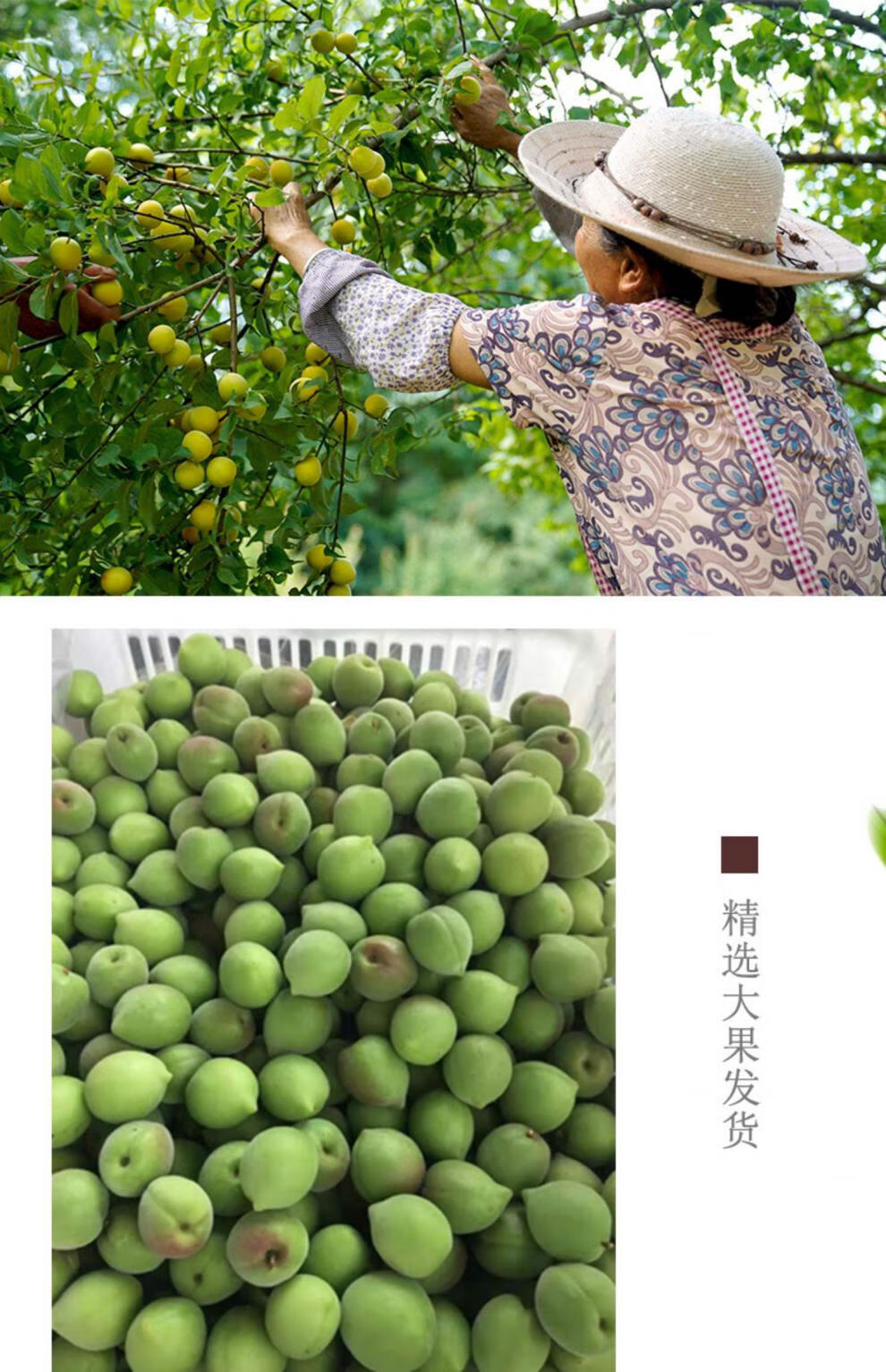 精选大果广东普宁潮汕青梅鲜果新鲜青梅现摘散装生梅子泡酒生酸梅酵素