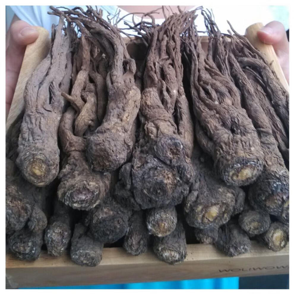 甘肃岷县当归野生整根全当归个岷归中药材特产大当归泡水可磨粉当归王
