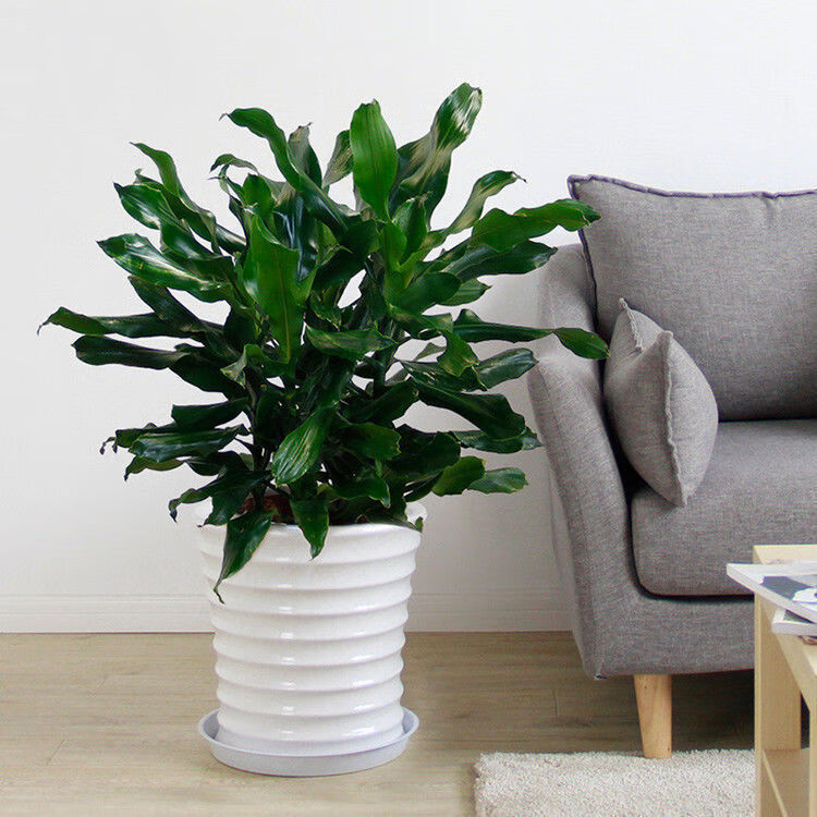 【精选直发】大型金边巴西铁螺纹铁植物花卉盆栽客厅室内阳台四季常青