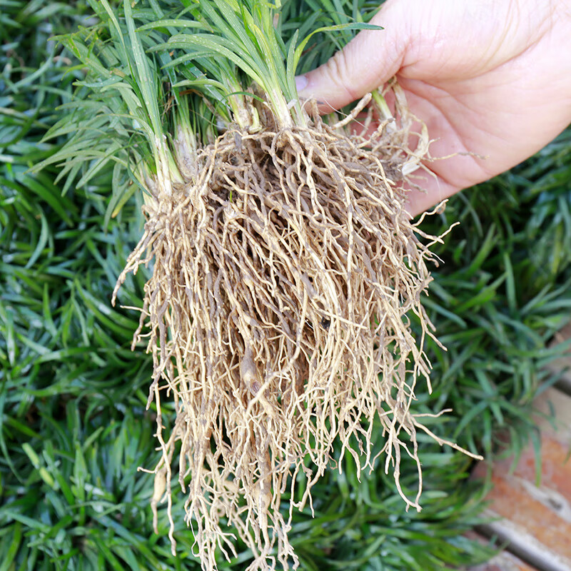 日本矮麦冬草耐寒庭院园林绿化草坪金边麦冬草玉龙草细叶麦冬细叶麦冬