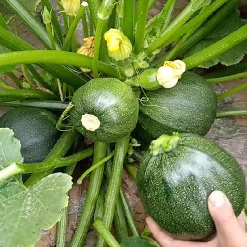 椭圆西葫芦籽种蔬菜孑一串铃嫩早南瓜春秋季农家易 京缘无蔓西葫芦50