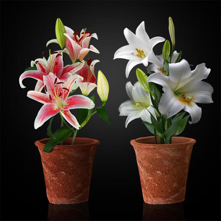 芊阙带芽香水百合花种球进口大球室内水培四季开花植物带花苞花卉盆栽