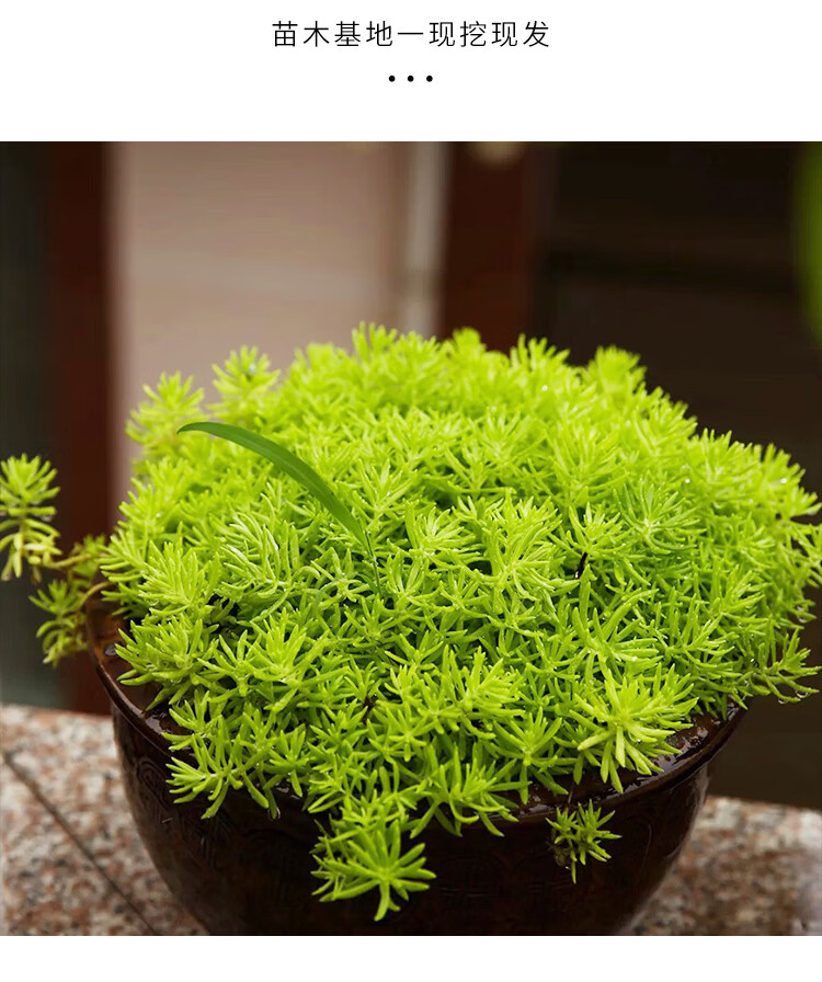 硕雅园艺黄金佛甲草苗风景树苗四季常青植物花苗室外庭院别墅室内阳台