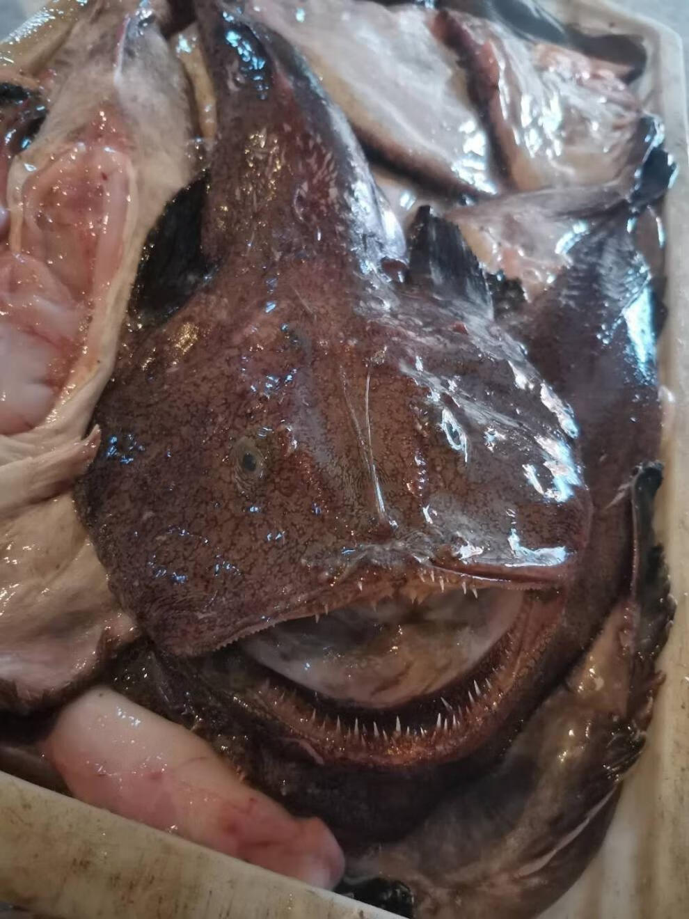 新鲜鮟鱇鱼海鱼无鱼刺带肝带肚灯笼鱼鱼蛤蟆鱼海鲜水