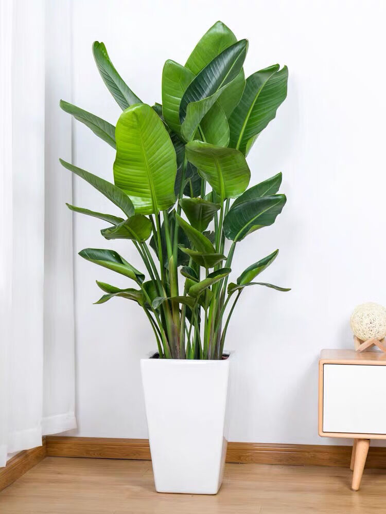 精选现发天堂鸟室内绿植客厅盆栽真花好养鹤望兰北欧大型植物净化空气