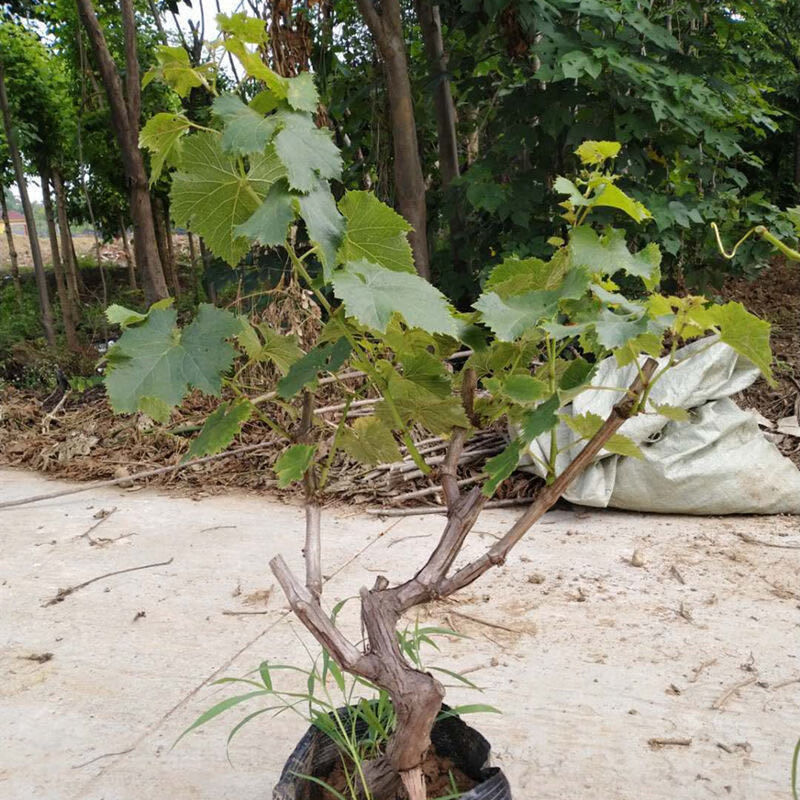 农资一树多果嫁接葡萄树苗四季盆栽不爬藤双季无架葡萄树种植当年结果