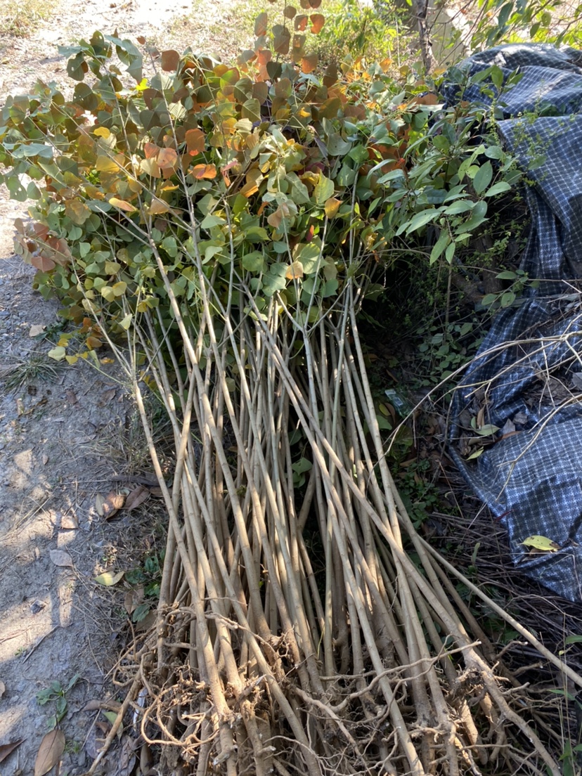 乌桕树苗行道树行道树类乌桕腊子树30公分高其他