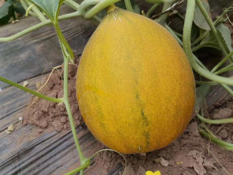 1白雪蜜瓜又名兰州蜜瓜,原名华莱士,原产于美国白兰瓜一般重量为15-2