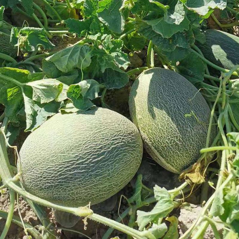 海南沙地晓蜜哈密瓜网纹蜜瓜香瓜甜瓜带箱910斤实惠装