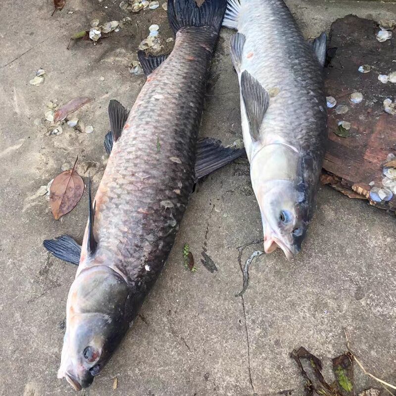 千岛湖野生青鱼11斤【图片 价格 品牌 报价】-京东