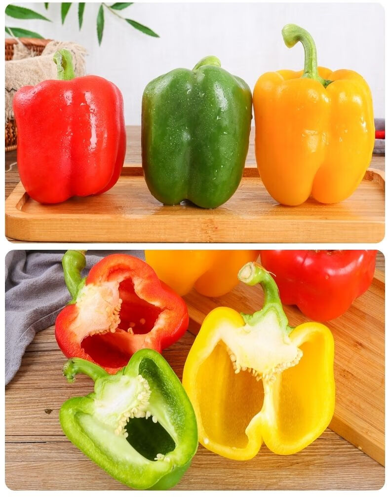 寿光蔬菜五彩圆椒山东彩椒3斤5斤单果100g150g圆椒柿子椒灯笼椒绿色