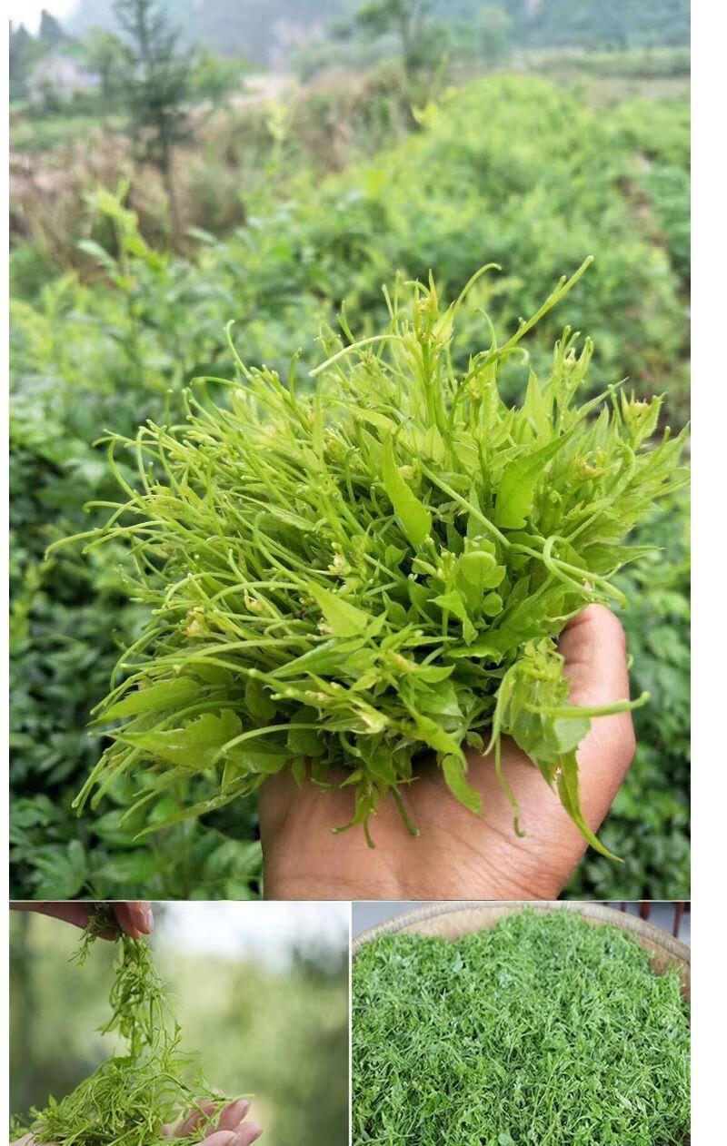 5折恩施滕茶藤茶富硒莓茶恩施滕茶霉茶龙须小稀凤腾茶天子来凤藤茶