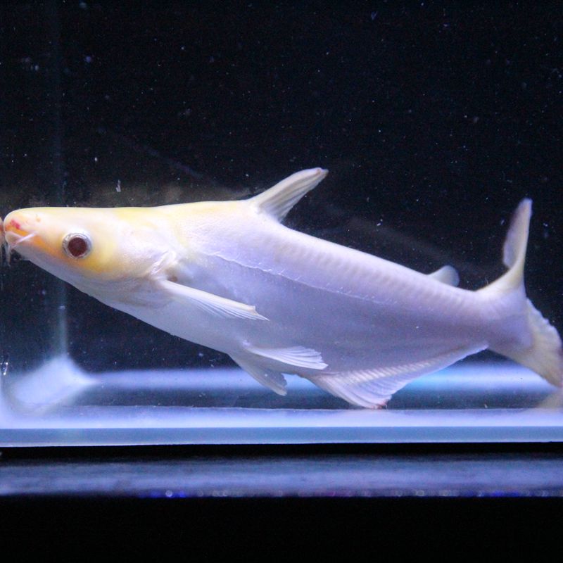 鲨蓝鲨鱼大白鲨鱼虎头鲨白化鲨热带鱼观赏鱼活体蓝鲨3032cm只发江浙沪